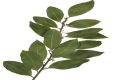 Bay Leaves