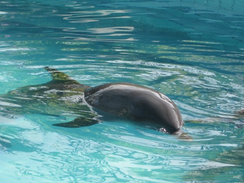 Swimming dolphin at Lovina Hotel