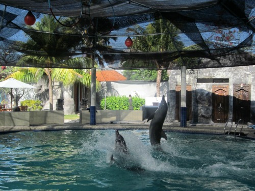 Dolphin show at Melka Hotel