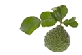 Kaffir Lime Leaves