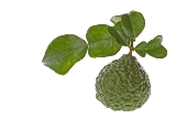 Kaffir lime leaves