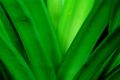 Pandan Leaves