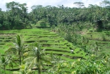 Beautiful Rice Terrace in Ubud