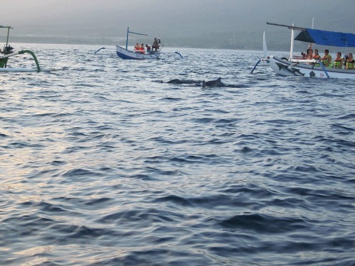 Dolphin watching tour at Lovina 