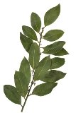 Bay leaves