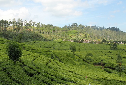 Malabar Tea plantation nearby Bandung West Java