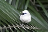 White Bali Starling in West Bali National Park